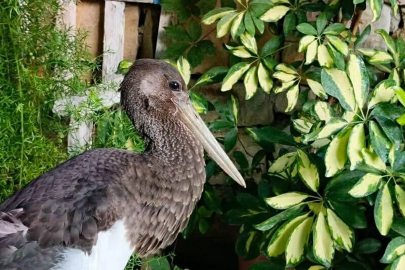 Uçamaz halde bulunan  ‘karaleylek’ korumaya alındı