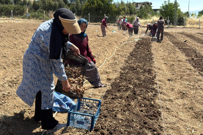 Kilosu 650 bin TL’den satılan safran toprakla buluştu