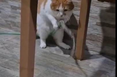 Kedi ‘Balım’, patisiyle hortumu kaldırıp su içti