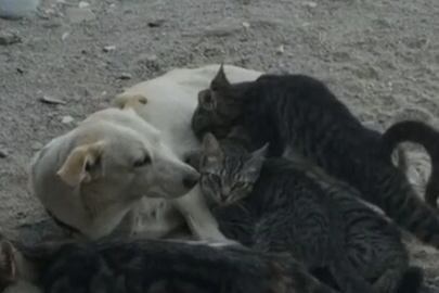 Köpek, kedi yavrularını emzirirken görüntülendi