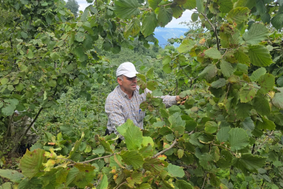 Ordu'da hayır için bağışlanan 1 ton fındık imece usulü toplandı