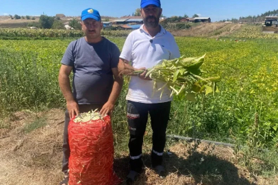 Deneme amaçlı ektikleri şeker fasulyesi üretimi 5 yılda bin dönüme ulaştı