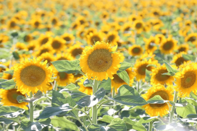  Aksaray'dan Avrupa ve Japonya'ya 500 ton ayçiçeği balı ihracatı