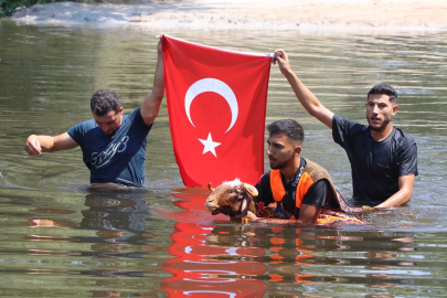 Denizli'de 8 asırlık gelenek; koyunlarını nehirden geçirdiler