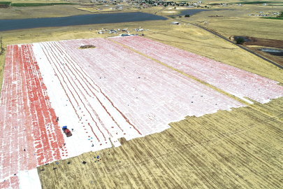 Karacadağ’ın domatesleri dünya sofralarına lezzet katıyor