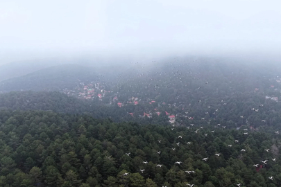 Göç yolundaki leylekler, Amanos Dağları'nda dron ile görüntülendi