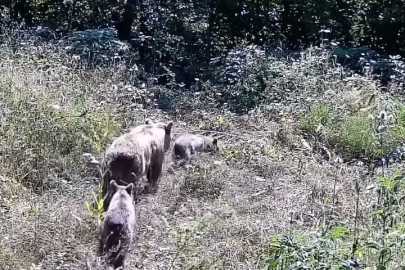 Tarlasına kurduğu fotokapanla yaban hayatını görüntüledi