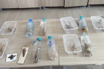 Yabancıların canlı çekirge toplarken yakalanmasına, uzmandan ‘genetik çalışma’ uyarısı
