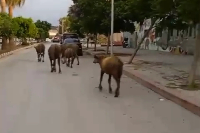 Hatay'da başıboş anguslar yola çıktı; görenler şaşırdı