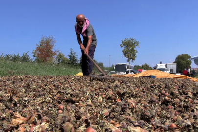 Sahil yolu kenarında fındık kurutma mesaisi