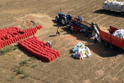 Coğrafi işaretli Tekirdağ soğanında hasat başladı
