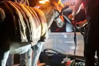 Başıboş eşeği çekiciyle otoparka götürdüler