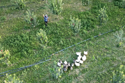 Çocukluk hayali için esnaflığı bıraktı, 20 yıldır kanatlı hayvan üretiyor / Ek fotoğraflar