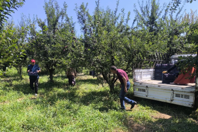 Anjelik erik, kurutmalık, pestil ve pekmez olarak sofralara geliyor