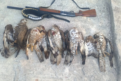 Göç yolundaki 7 arı şahinini vuran avcıya 1 milyon 356 bin TL’lik ceza