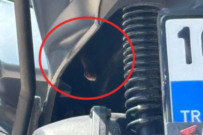 Motosiklete giren yılan korkuttu