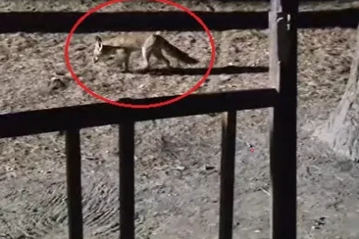 Yanına çağırdığı tilkiyi peynirle besledi