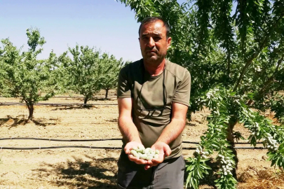 Hobi olarak başladığı badem yetiştiriciliğinde 20 bin ağaca ulaştı; 10 ton rekolte bekliyor