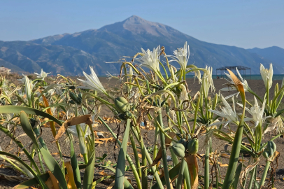 Hatay sahilini kum zambakları süsledi; koparana 699 bin TL ceza