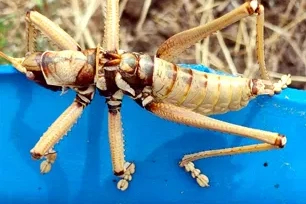 Dev çekirgeler tedirgin etti, uzmanı 'zarar vermeyin' dedi