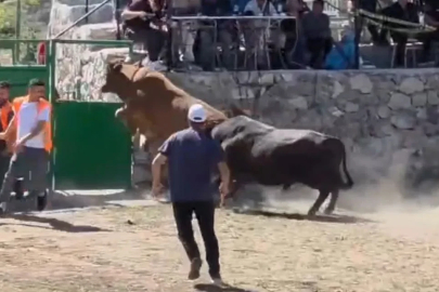 Güreşten kaçan boğa, demir kapıdaki boşluktan arenanın dışına atladı
