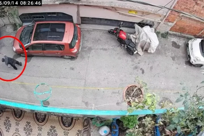 Kucağındaki kediye şiddet uyguladığı anlar kamerada
