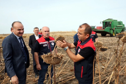 Kuraklıktan etkilenen ayçiçeğinde 3 farklı ekim yöntemi deneniyor
