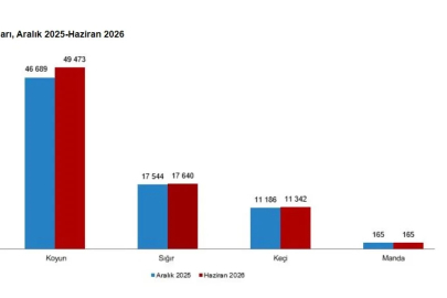 TÜİK hayvancılık istatistiklerini açıkladı; büyükbaş 17,8 milyon, küçükbaş 60,8 milyon oldu