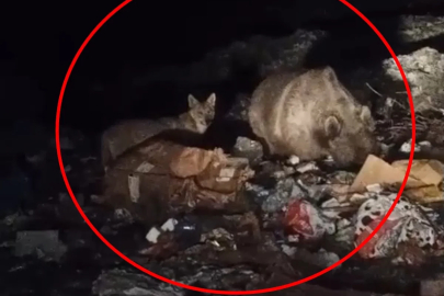 Bingöl’de ayı ve kurtlar, çöpten yiyecek ararken görüntülendi