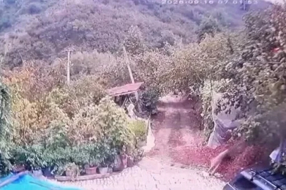 Kurt evin bahçesindeki köpeğe saldırdı, o anlar kamerada 