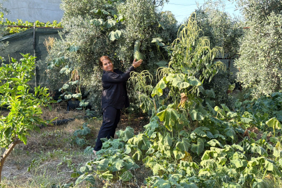 Atalık tohumları gelecek nesillere taşıyor