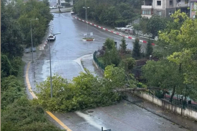 Bartın'da kuvvetli rüzgar; ağaçlar devrildi