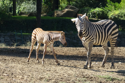 Doğduğu tesadüfen öğrenilen zebra yavrusu 'Jason', ilgi odağı oldu