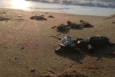 Kuşadası’nda yuvada sıkışan 22 caretta caretta yavrusu denizle buluşturuldu