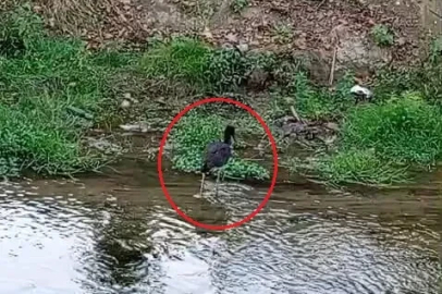 Nadir görülen karaleylek, dere kenarında görüntülendi