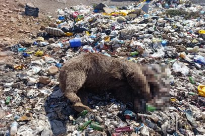 Bingöl’de 3 bozayı ölü bulundu