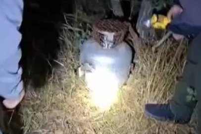 Bıldırcın avlamak için tüpün içine ses düzeneği yerleştirmişler