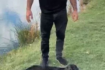 Suya düşen manda yavrusunu kurtardı; o anlar kamerada