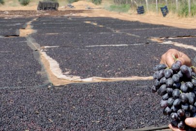 Coğrafi işaretli 'Antep karası' üzümünde kurutma zamanı