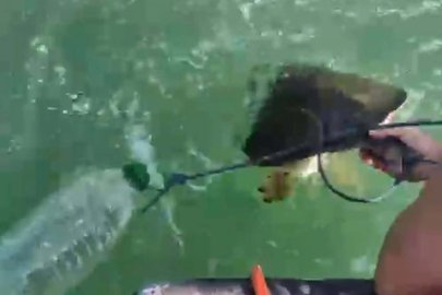 Milas'ta pet şişe bağlanmış caretta carettayı denize açılıp kurtardılar
