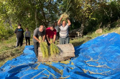 Artvin'de geleneksel yöntemlerle çeltik hasadı