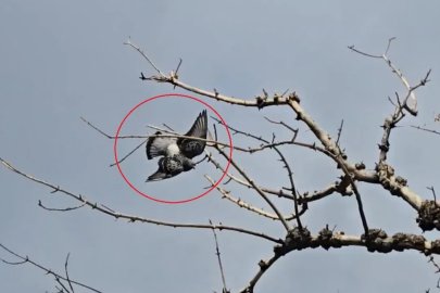 Ayağına ip dolanıp ağaçta asılı kalan güvercini itfaiye kurtardı 