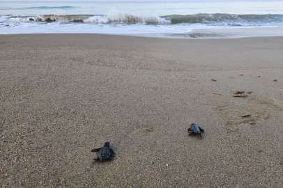 Belek'te 100 bin caretta yavrusu denize ulaştı