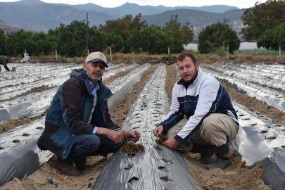 Baba-oğul, ata toprağında organik tarım yapıyor