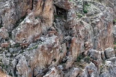 Yaban keçileri Keşiş Dağları'nda sürü halinde görüntülendi