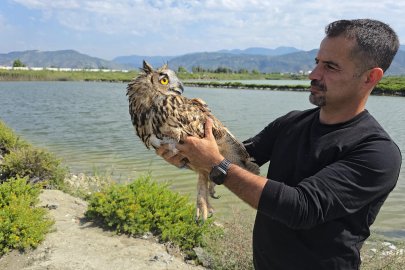 Hatay'da vurulan puhu cinsi baykuş, tedaviye alındı