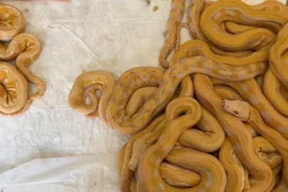 Kapıkule Gümrük Kapısı'nda 67 piton yılanı ele geçirildi