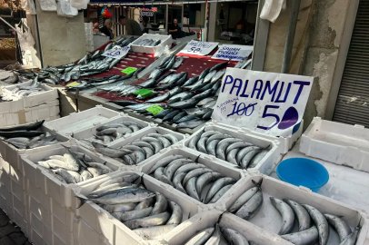 İnebolu’da palamudun tanesi 40 liraya kadar düştü