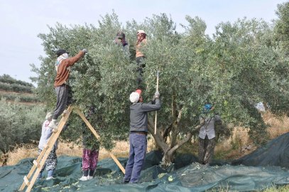 Manisa'da zeytin hasadı eğitimle başladı