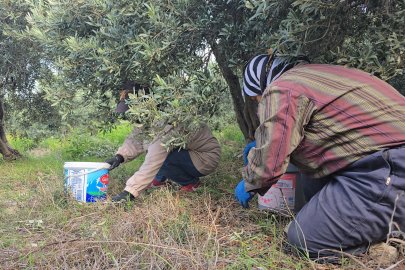 Hatay’da aromasıyla ünlü halhalı zeytininde hasat zamanı
